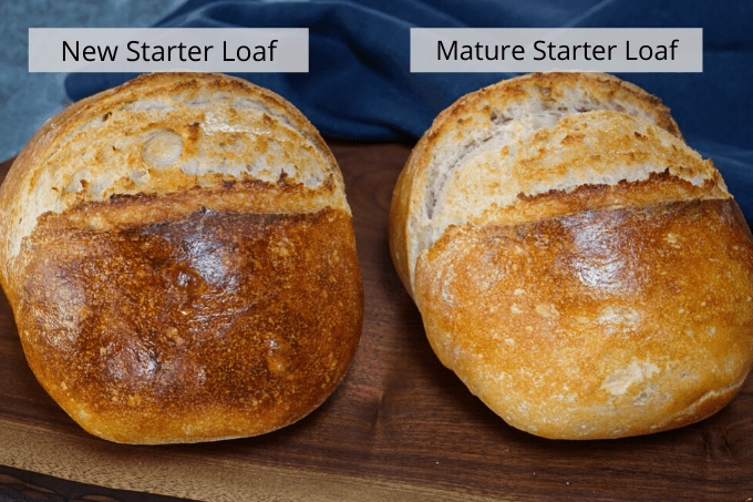 Two loaves of sourdough made with an old bread starter and a newly made one. There isn't any difference.