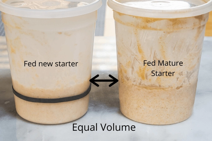 Comparison of new bread starter and mature bread starter in quart containers showing their levels start the same.