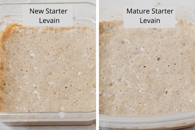 Comparison of Levains made with a new starter and mature starter