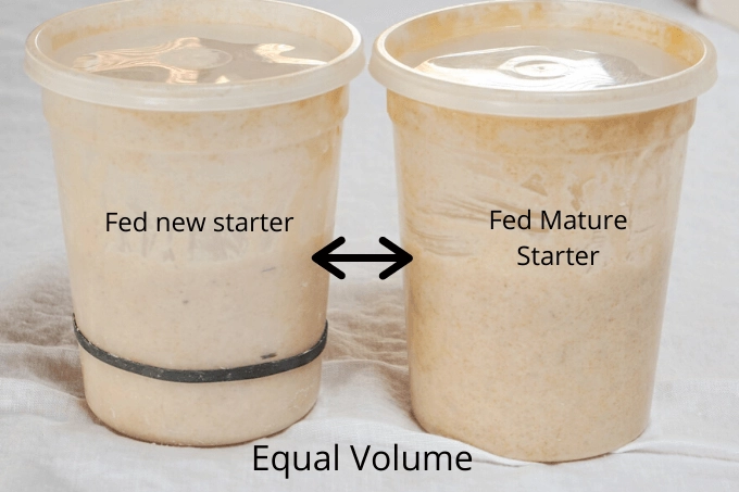 Two plastic containers holding fed bread starters showing how they raised in volume