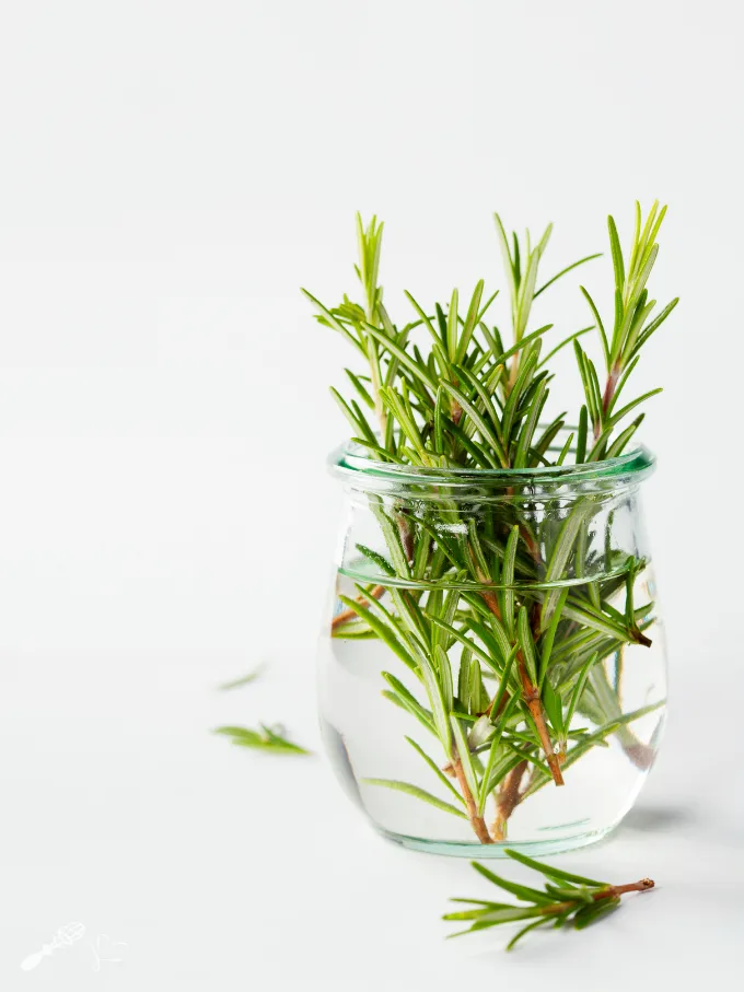 Herbs sitting in a jar of water
