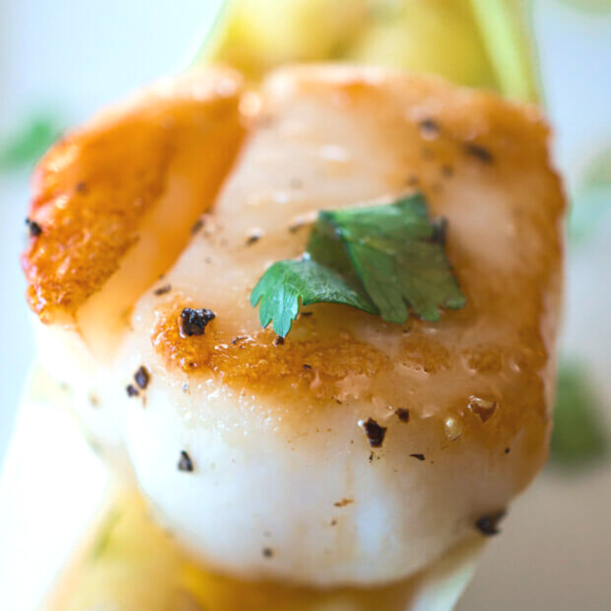 Close up view of a cooked scallop drizzed with wasabi sauce and garnished with cilantro and cracked black pepper - Hostess At Heart