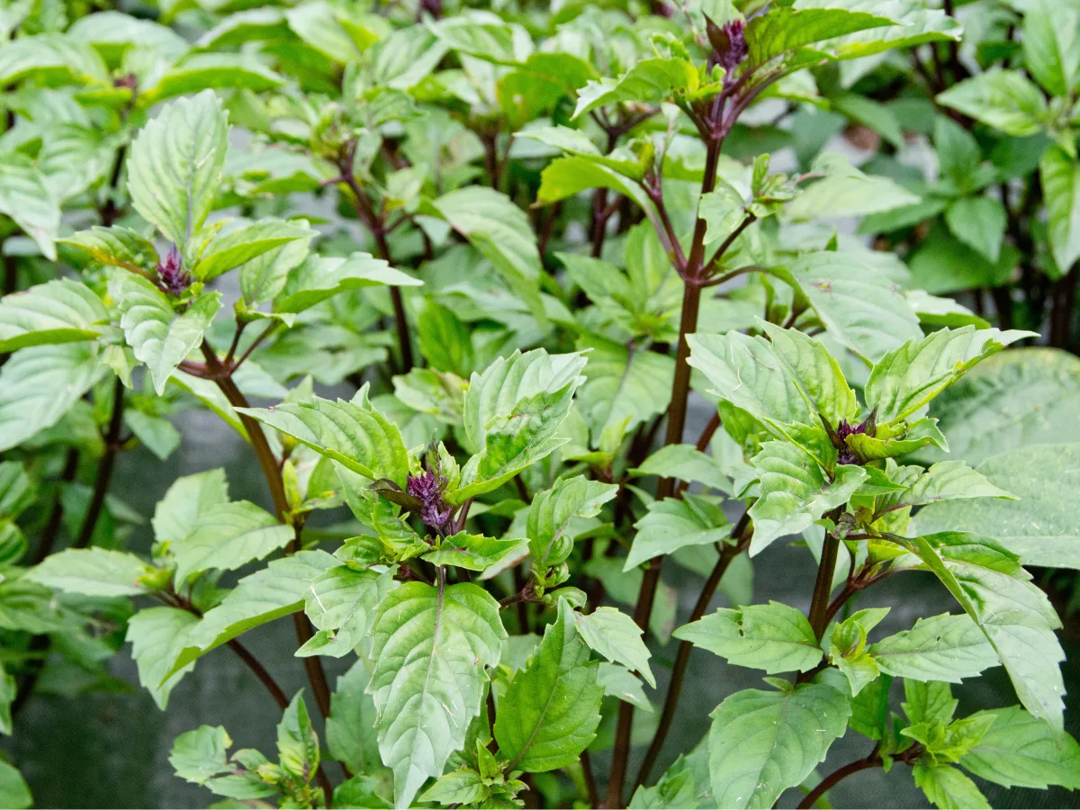 Image of Thai Basil Plant - Hostess At Heart